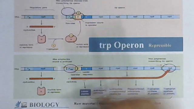 Molecular Basis of Inheritance Class 12  // Tryptophan Repressible Operon