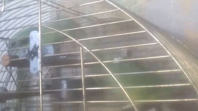 Ожереловый соблазняет самку! смотреть онлайн