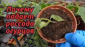 😱 Рассада огурцов падает? Разбираем причины + быстрые решения!