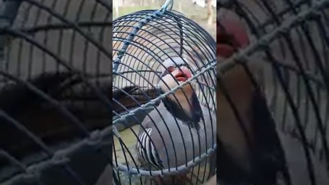 Каклик жужа смотреть онлайн