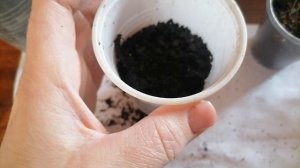 Перевалка аквилегии