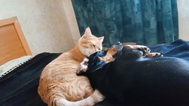 Кто сказал,что кот собаке не товарищ? смотреть онлайн