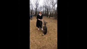 Кинологический колледж (МГАВМиБ им. К.И. Скрябина)