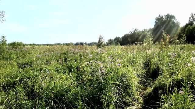 Собачии раи