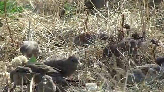 ТЮБЕШИУ смотреть онлайн