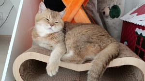 Успокаивающее релакс-видео с очаровательным шотландским котом