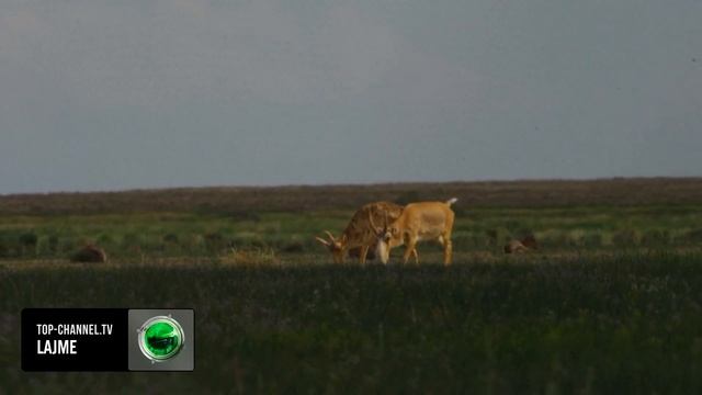 Top Channel/ Antilopa e rrallë saiga arin një milionë ekzemplarë në Kazakistan смотреть онлайн