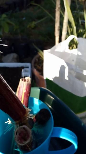 How to Grow Sugarcane at Home