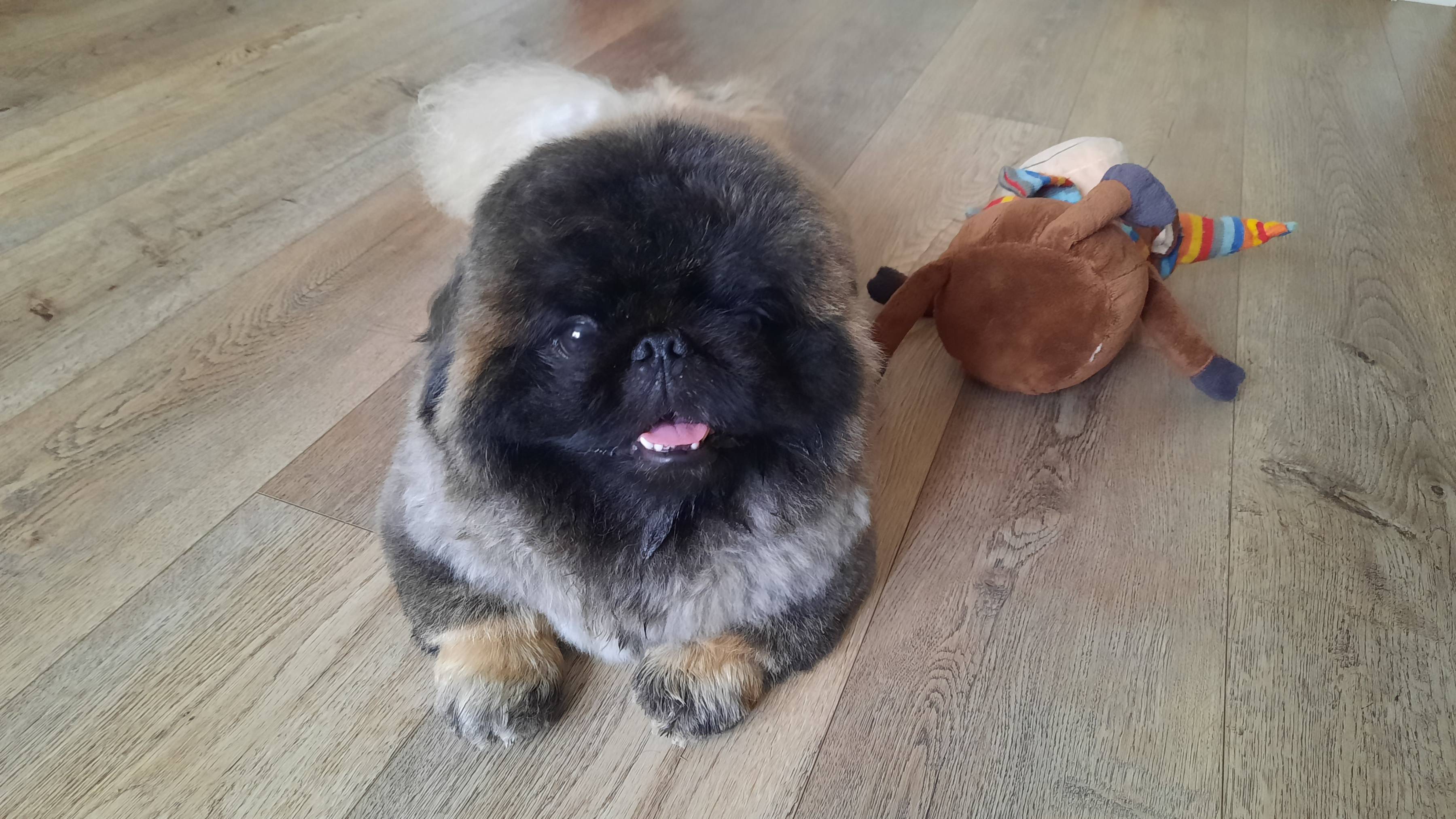 ИГРОВОЙ ПЕКИНЕС ДЕНДИК