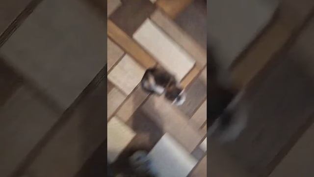 Восстановление бездомной кошечки Ляли после сложной операции🐈😔🐾 смотреть онлайн