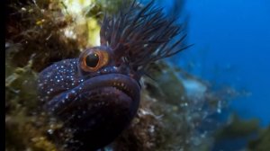 Глубинный Монстр, нападающий на ВСЕ что движется и способный любить по настоящему - МОРСКОЙ ЧЕРТ!