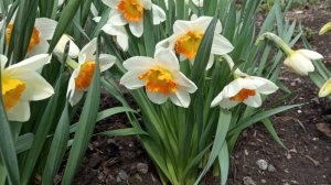 весенний адвент 2025/ задания с 1 по 12/вышивка крестиком