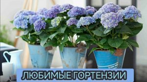 Как растут и развиваются гортензии из черенков