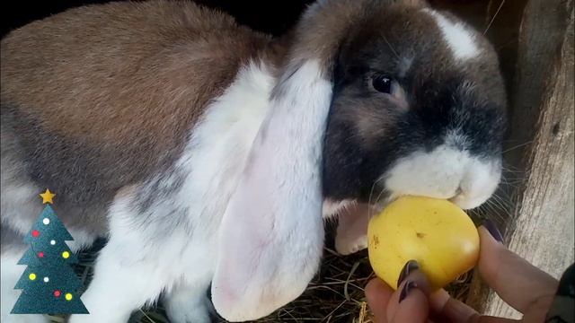 Символ года на удачу 🐇 смотреть онлайн