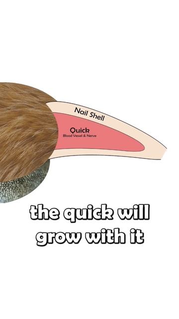 pawsome Overgrown#dogtraining #doggrooming #dogsofinstagram #dogmom #dogdad #petcare #animal