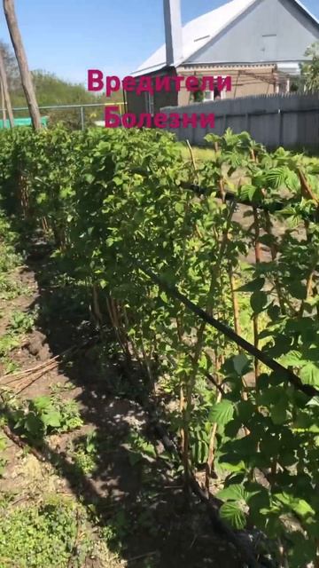 Маравилла( вредители и болезни, лечим ) смотреть онлайн