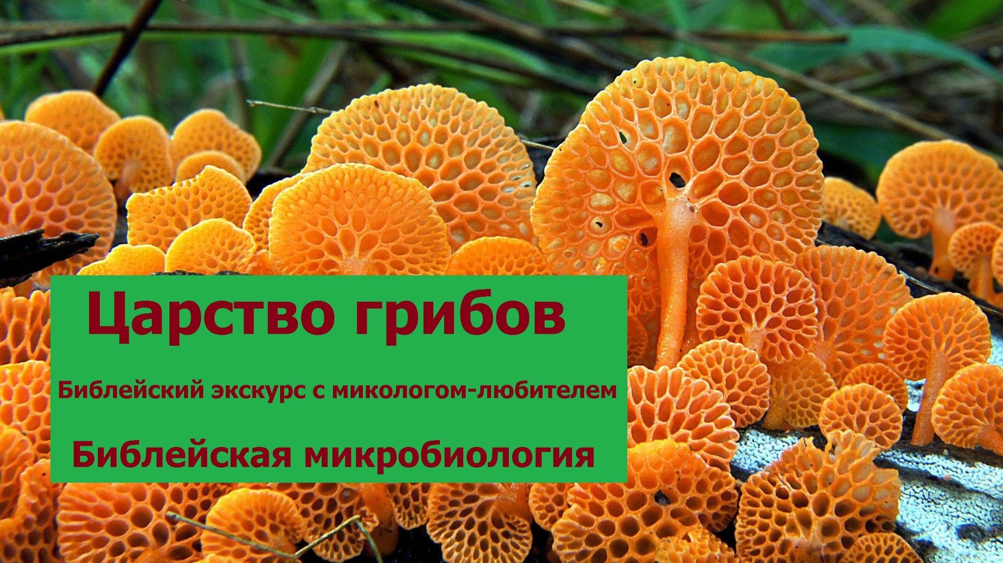 Царство грибов в библейской микробиологии