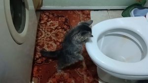 Муська у нас хозяйка, ей все надо проверить!