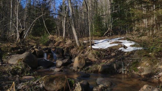 Relaxing Sounds of a Stream in a Spring Forest. White Noise, Sounds of Nature 1 Hour смотреть онлайн