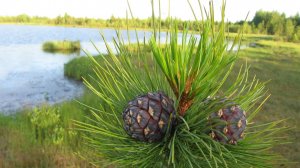 Нижневартовск. Озеро Самотлор. Ханты-мансийский автономный округ. #самотлор