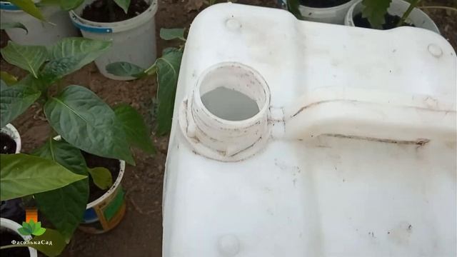 Чим підживити розсаду перецю перед висадкою в грунт. Суперпідкормка!