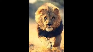 НАШИД ЗАЛЗАЛАТ