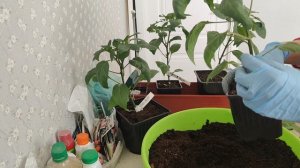 Пересадка перца из литровых горшков в 2 литровые.