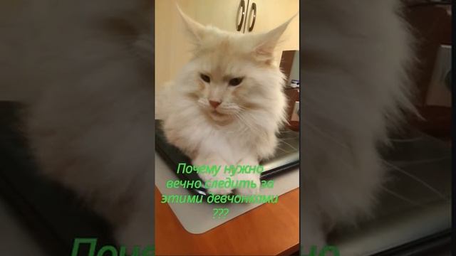 Нелегко быть хозяином прайда. Приходится все время следить за бестолковыми девчонками!