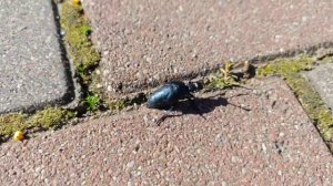 Весна в Калининграде. Апрель 2025.