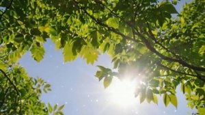 🍃🌞Расслабляющая музыка для сна. Дневное спокойствие🌞🍃