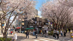 Seoul Cherry Blossoms at Gyeongui Line Forest Trail ｜ Korea Spring Travel