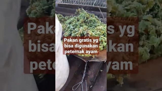 Pakan alternatif ayam protein tinggi , bisa ditiru dirumah . #ayam #youtubevideos #ayamkampung #fyp
