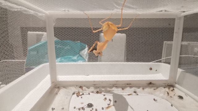 10.5cm Timor Shield Mantis (Rhombodera kirbyi) Hunting Cricket (Part 2) #mantis #hunting #cricket смотреть онлайн