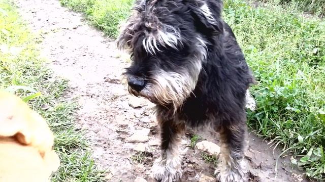 Дейка пришёл в гости