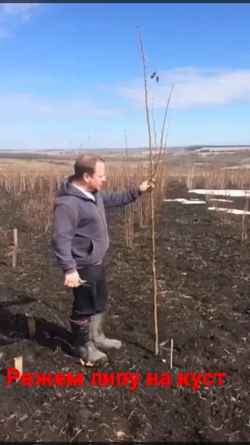 В питомнике Ярус мы делаем кустовые липы вот таким образом: обрезка на пень.