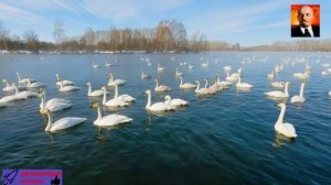 Лебедь-кликун - грациозный мигрант _ Документальный фильм о дикой природе в 8К (