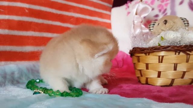 Золотая шиншилла кошечка