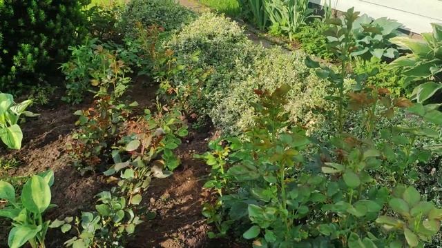 Цветение ирисов. Прогулка по саду 28.05.2024.#ирисы#дизайнсада #садыбеларуси#ласточкинсад смотреть онлайн