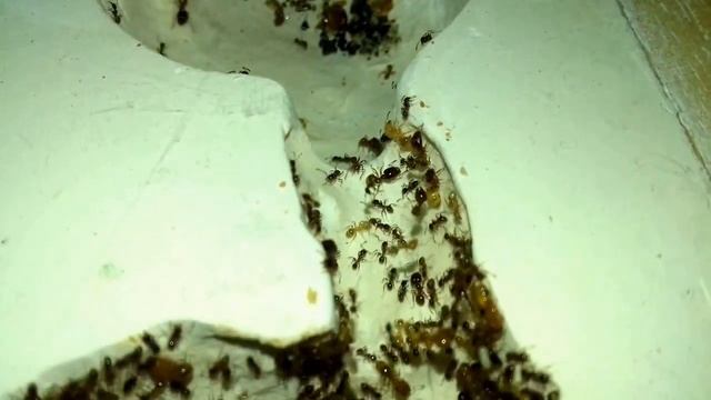 Pheidole pallidula #1 смотреть онлайн