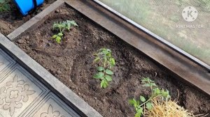 Мульчирование томатов в теплице соломой. Почему я это делаю!