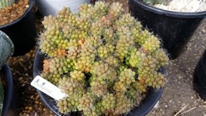 선인장 다육식물 차산(茶傘) anacampseros crinita