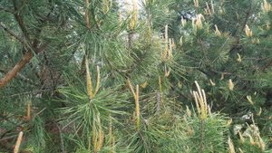 Александр Мирзаян - Детские праздники - исполнение, аккорды и разбор на семиструнной гитаре.