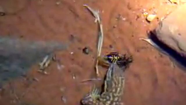 ackies смотреть онлайн