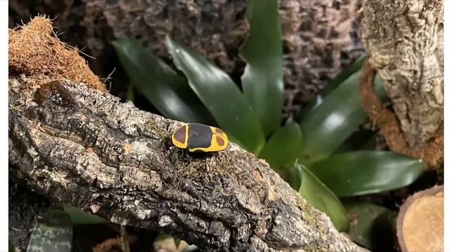 Kongo-Rosenkäfer Pachnoda marginata peregrina Haltung смотреть онлайн