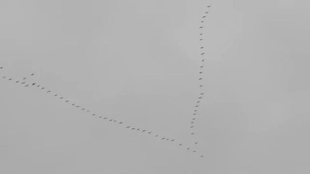 Полетели на юг...Красота!