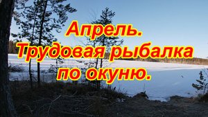 Апрель  Трудовая рыбалка по окуню
