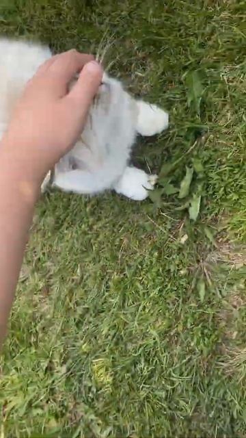 ПАЦАН ГЛАДИТ КОШКУ смотреть онлайн