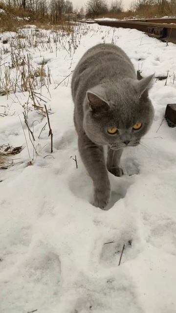 Добрый вечер, господа 🐾😽😽😽