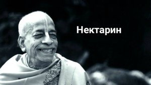 Нектарин