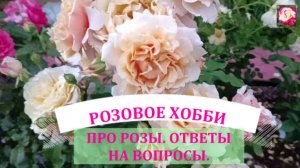 ЗАЙМЁМСЯ РОЗАМИ. ОТВЕТЫ НА ВОПРОСЫ
